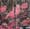 Pink Martini